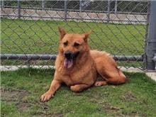 Photo of No. RAAAG1051122001, Adult · Female · Medium · Mixed breed