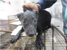 Photo of No. CAAAG1081028032, Adult · Female · Medium · Mixed breed