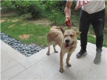 Tan-and-white adult male mixed-breed dog, Medium, shelter no. …7005
