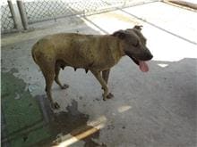 Gray adult female mixed-breed dog, Medium, shelter no. …1149