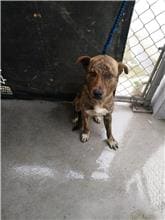 Tabby adult male mixed-breed dog, Medium, shelter no. …8001