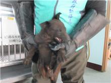Photo of No. CAAAG1080219010, Adult · Male · Small · Mixed breed