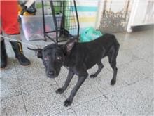 Photo of No. CAAAG1060727003, Adult · Female · Medium · Mixed breed