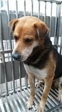 Photo of No. AAAIG1090518001, Male · Medium · Mixed breed