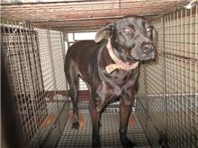 Photo of No. CAAAG1080211022, Adult · Male · Medium · Mixed breed