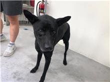 Photo of No. 111092001, Adult · Male · Medium · Mixed breed
