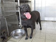 Photo of No. HAAAG1060504172, Adult · Female · Medium · Mixed breed