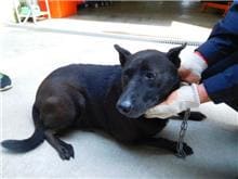 Photo of No. CAAAG1090508035, Adult · Female · Medium · Mixed breed