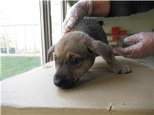 Photo of No. RAAAG1090130007, Young · Male · Small · Mixed breed