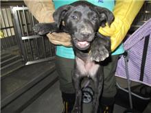 Black female mixed-breed dog, Small, shelter no. …5001