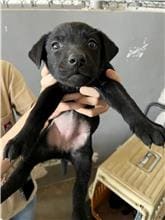 Photo of No. RAAAG1110429004, Adult · Female · Small · Mixed breed