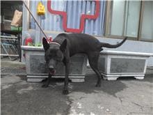Black adult male mixed-breed dog, Medium, shelter no. …2302
