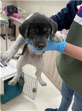 Black-and-white young female mixed-breed dog, Small, shelter no. …3002