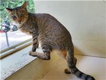 Photo of No. 110042110, Adult · Female · Medium · Mixed breed