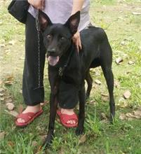 Photo of No. AAAEG1080518001, Adult · Female · Medium · Mixed breed