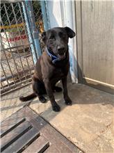 Photo of No. MAAAG1070920003, Adult · Male · Large · Mixed breed