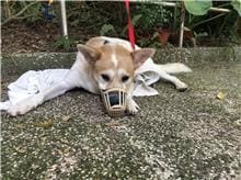Photo of No. 109071102, Adult · Male · Medium · Mixed breed