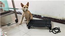 Photo of No. 109071204, Young · Male · Small · Mixed breed