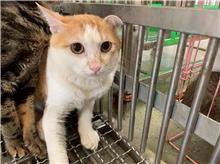 Tabby-and-white adult male mixed-breed cat, Medium, shelter no. …1001