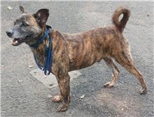 Photo of No. 107043010, Adult · Male · Medium · Mixed breed