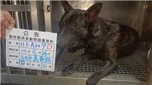 Photo of No. 111-A009D, Adult · Male · Large · Mixed breed
