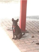 Photo of No. DAAAG1091118003, Young · Female · Small · Mixed breed
