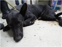 Photo of No. 109082001, Adult · Male · Large · Mixed breed