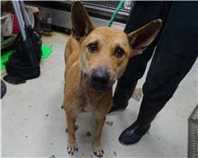 Tan adult male mixed-breed dog, Medium, shelter no. …2202