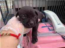 Photo of No. CAAAG1110819007, Adult · Male · Small · Mixed breed