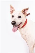 Photo of No. 108120301, Adult · Male · Medium · Mixed breed