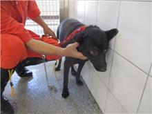 Photo of No. CAAAG1071030004, Adult · Female · Medium · Mixed breed