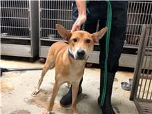 Photo of No. 109092204, Adult · Male · Medium · Mixed breed