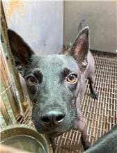 Photo of No. GAAAG1111103008, Young · Female · Medium · Mixed breed