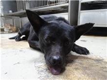 Black adult male mixed-breed dog, Medium, shelter no. …3003