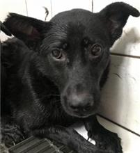 Photo of No. AAAGG106042201, Adult · Female · Small · Mixed breed