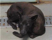 Photo of No. 109100902, Adult · Female · Medium · Mixed breed