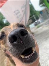Photo of No. MAAAG1090710001, Adult · Male · Large · Mixed breed