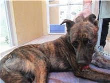 Photo of No. RAAAG1090416001, Adult · Male · Medium · Mixed breed