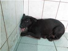 Black adult female mixed-breed dog, Medium, shelter no. …1256