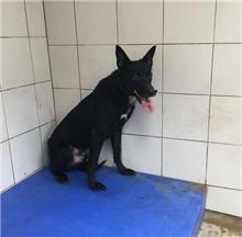 Photo of No. AAACG1070510015, Adult · Male · Medium · Mixed breed