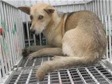 Photo of No. CAAAG1060425011, Male · Medium · Mixed breed
