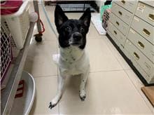 Photo of No. 110100807, Adult · Male · Medium · Mixed breed