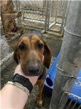 Black-and-tan adult female mixed-breed dog, Medium, shelter no. …6002