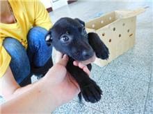 Photo of No. CAAAG1090612011, Female · Small · Mixed breed