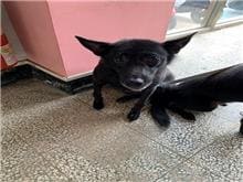 Photo of No. CAAAG1090908002, Adult · Female · Medium · Mixed breed