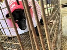 Photo of No. PAAAG1101029052, Adult · Female · Large · Mixed breed