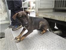 Black-and-tan female mixed-breed dog, Medium, shelter no. …2651
