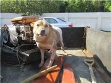 Photo of No. CAAAG1090206039, Adult · Male · Medium · Mixed breed
