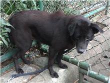 Photo of No. 107072311, Adult · Male · Medium · Mixed breed