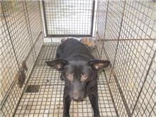 Photo of No. CAAAG1060712001, Female · Medium · Mixed breed
